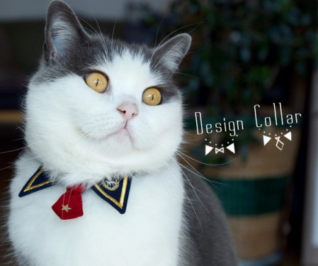 img_designcollar_main