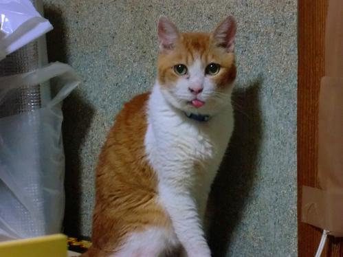 ポン助_ベロだし