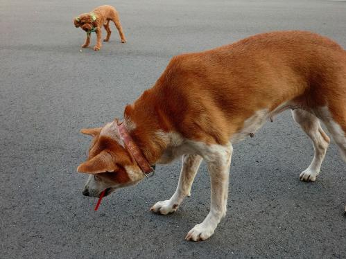 レナ黙々と食す