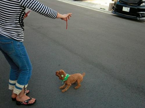 トブプードル１