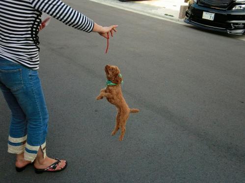 トブプードル２