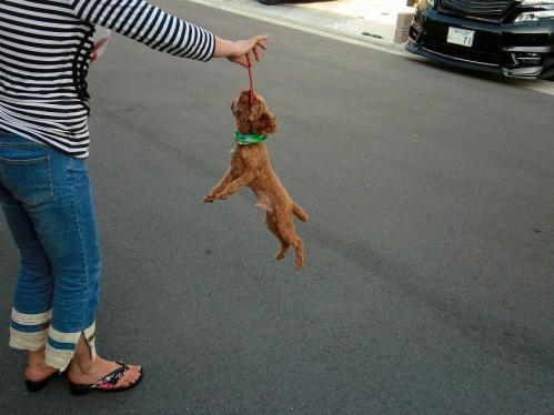 トブプードル３