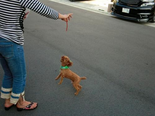 トブプードル４