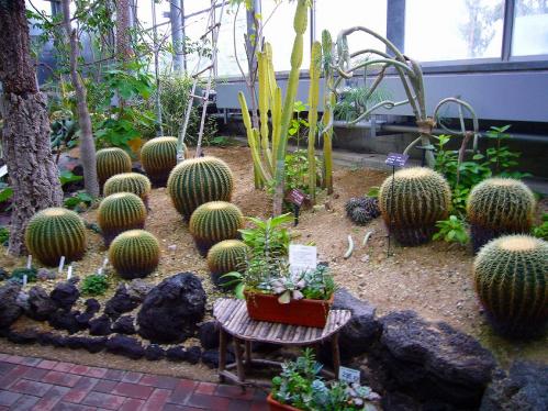 花の文化園_サボテン