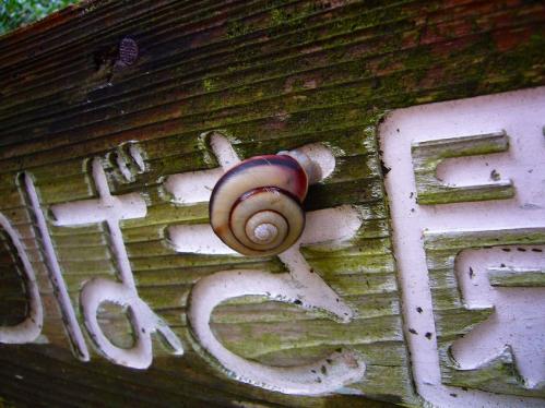 花の文化園_カタツムリ