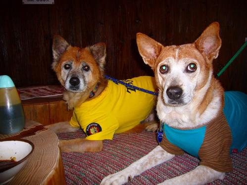 山麓苑_わんこ達