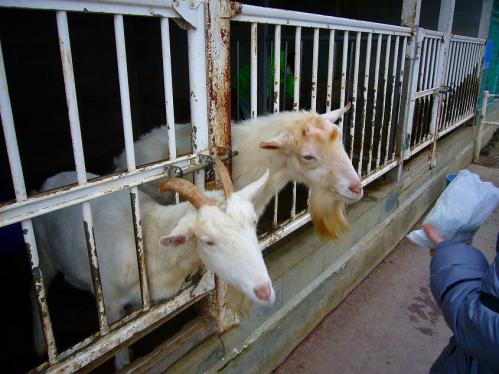 福知山動物園_ヤギ