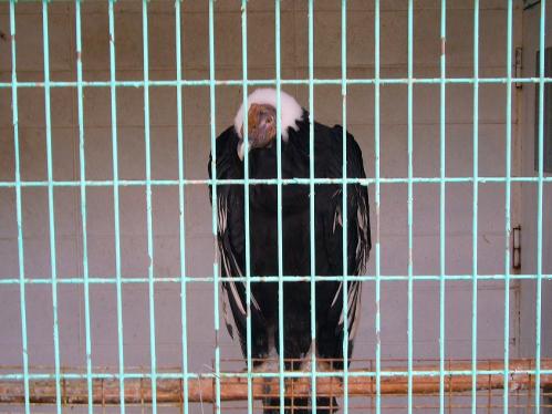 福知山動物園_とり