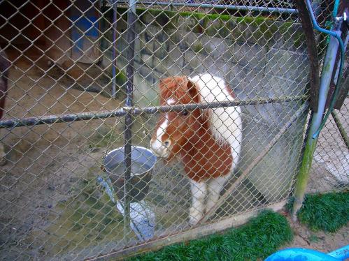 福知山動物園_ポニー