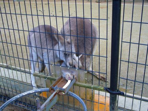 福知山動物園_カンガルー