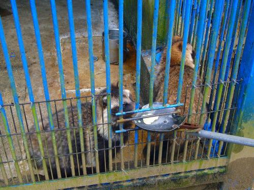 福知山動物園_狸