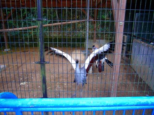 福知山動物園_つる