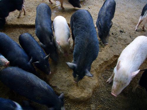 福知山動物園_ぶた