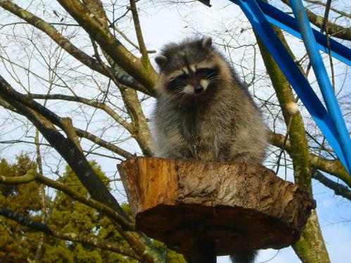 福知山動物園_あらいぐまのラン
