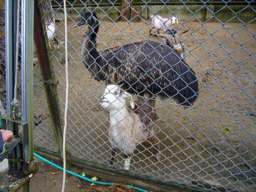 福知山動物園_いぬみみやぎ