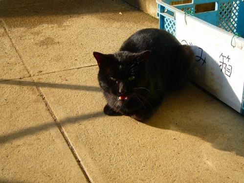 福知山動物園_ねこ１