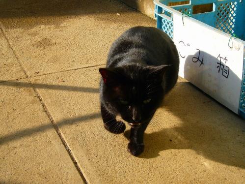 福知山動物園_ねこ２