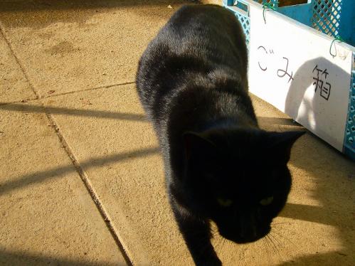 福知山動物園_ねこ３