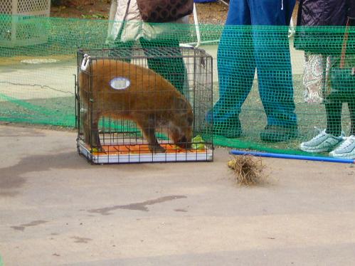 ウリボーｵﾘ入り