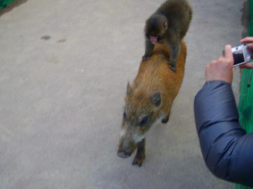 ウリボーとみわちゃん５