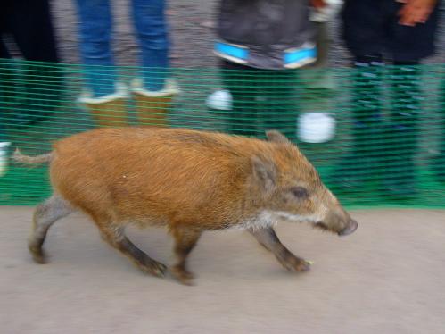 ウリボーとみわちゃん６