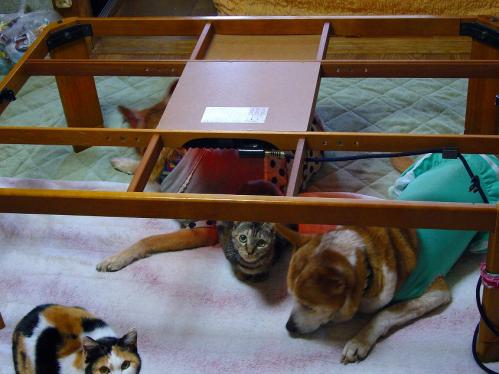 コタツ片付け中1