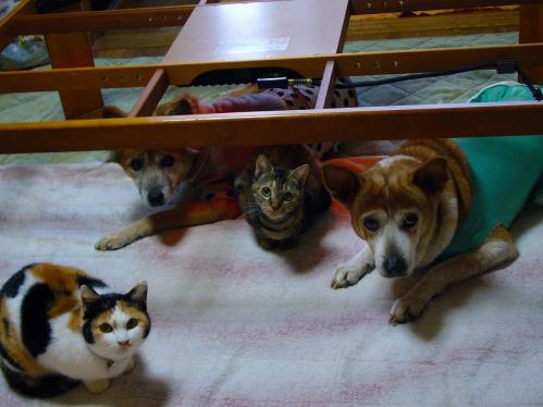 コタツ片付け中2