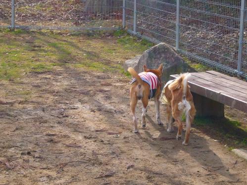 西紀SA_ドッグラン３