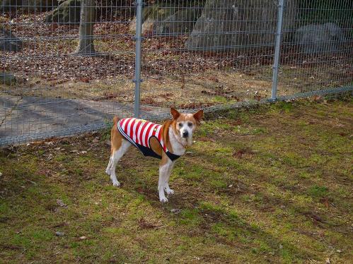 西紀SA_ドッグラン４