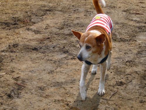 西紀SA_ドッグラン５