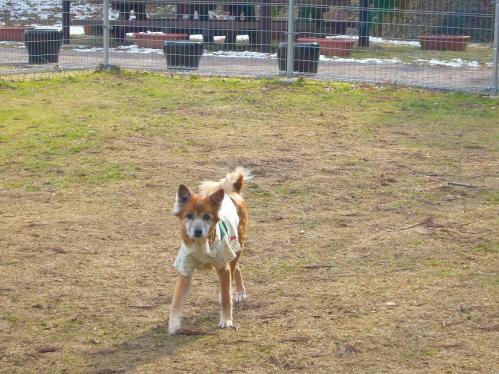 西紀SA_ドッグラン６