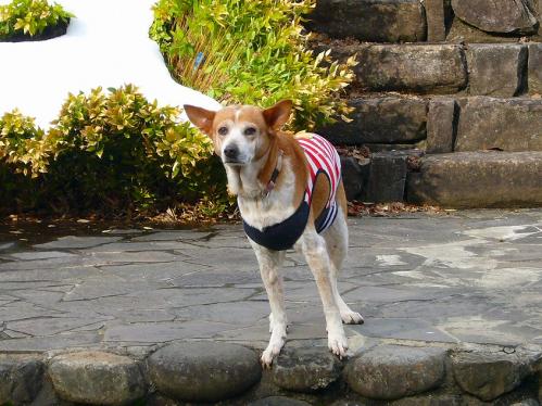 出石城跡_小川3