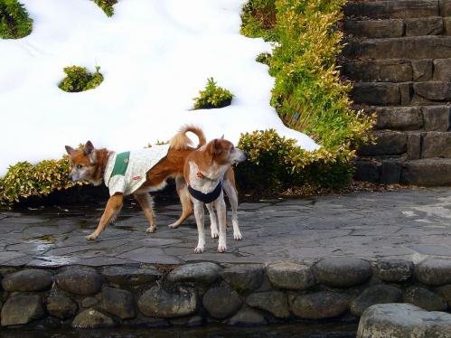 出石城跡_小川4