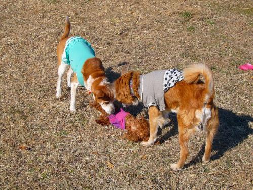 堺浜_レナ、ラン、マオ