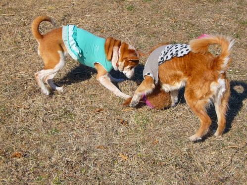 堺浜_レナ、ラン、マオ２