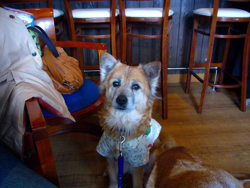 ロイドライト_ラン