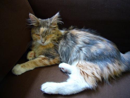 あまえんぼ_20110409_1