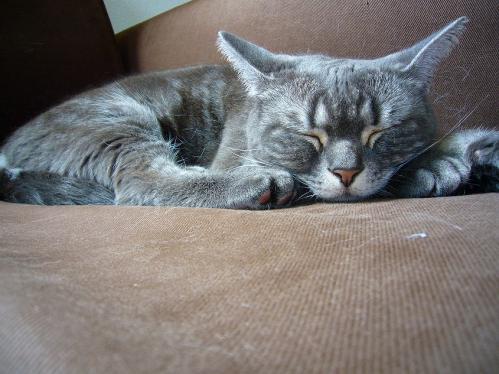 あまえんぼ_20110409_2