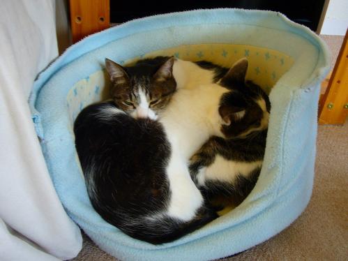 あまえんぼ_20110409_3