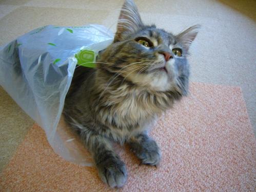 あまえんぼ_20110409_4