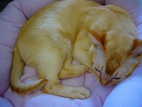 あまえんぼ_20110409_5