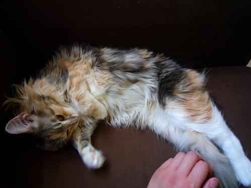 あまえんぼ_20110409_6