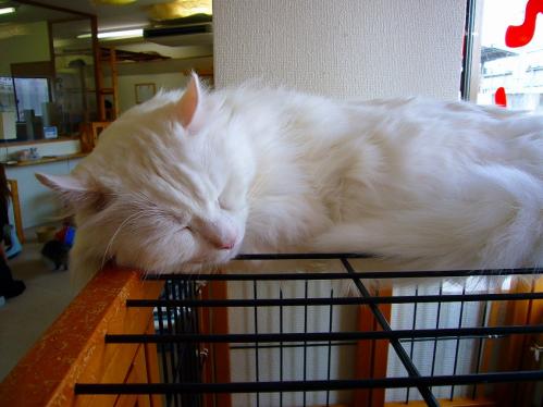 あまえんぼ_20110409_7