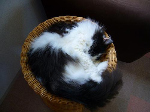 あまえんぼ_20110409_8