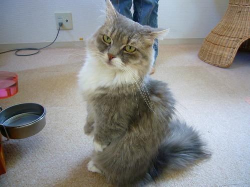 あまえんぼ_20110409_9