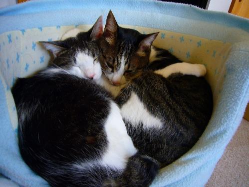 あまえんぼ_20110409_10