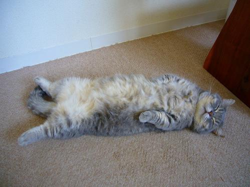 あまえんぼ_20110409_11