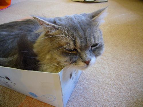 あまえんぼ_20110409_13