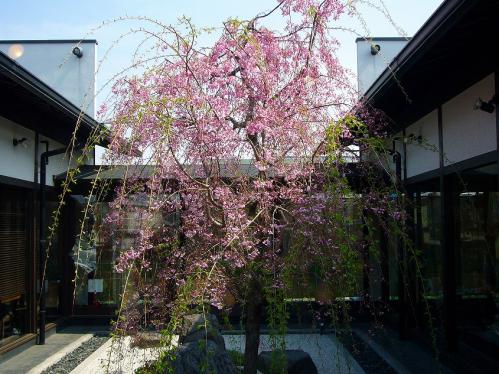 桜珈琲_中庭桜