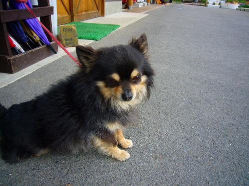 岡山_みつばち農園_チワワ